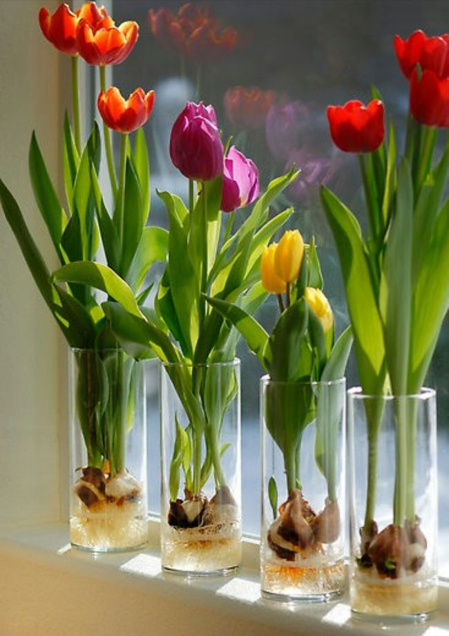   Nhiều người nghĩ rằng chỉ có thể trồng hoa tulip trong vườn. Tuy nhiên, điều này không hoàn toàn đúng. Bạn vẫn có thể có tạo cho mình một vườn hoa xinh đẹp ngay trong căn nhà của bạn. Tất cả những gì bạn cần làm là cắm củ của hoa tulip vào bình với một lượng nước nhỏ.   