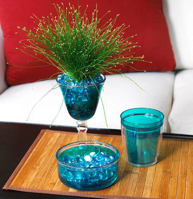   Cỏ sợi quang có tên gọi chung là cỏ dại, giống như sợi quang. Nó có thể dễ dàng phát triển trong nước và nó sẽ trông tuyệt vời hơn hẵn khi được trưng bày trong một chiếc bình thủy tinh.  