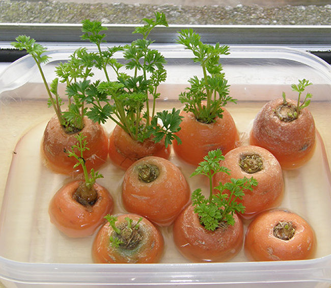   Ngọn cà rốt nảy mầm xanh mới khá nhanh chóng nếu bạn đặt chúng trong một bát nước nông. Những loại rau này có thể ăn được, vì vậy bạn có thể sử dụng chúng vào món salad hoặc trộn chúng với mật ong sẽ là một sự kết hợp tuyệt vời cho khẩu vị của bạn.  