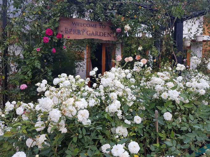 Khi xây dựng ngôi nhà gỗ, và trồng hồng phủ kín mảnh đất rộng đến 4000m2, anh Đặng Tạo đã đặt tên cho khu vườn vô cùng thân thương: Berry Garden. (Nguồn internet).