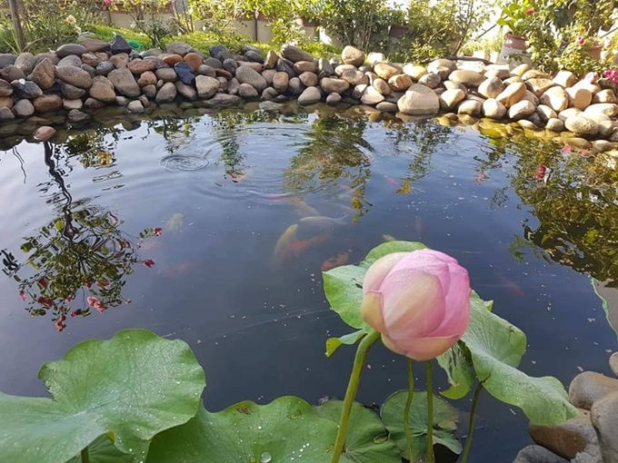 Đặc biệt, anh Tạo thả hoa sen trên mặt hồ để tăng thêm vẻ đẹp cho khu vườn. (Nguồn internet).