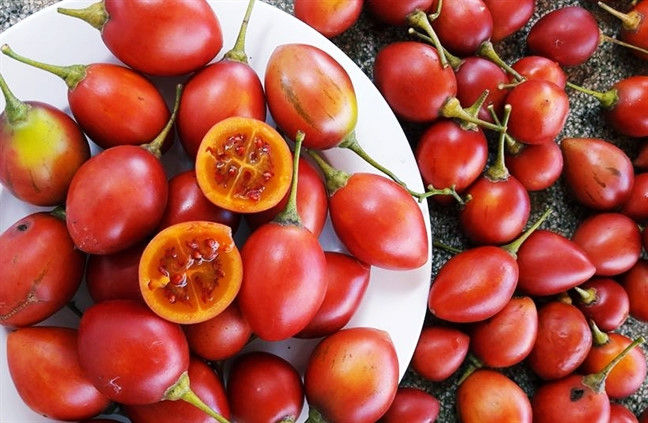 Cà chua thân gỗ ban đầu thu hút thị trường bởi lạ và hiếm, ngọt, thơm, chua thanh, hơi ráp lưỡi khi ăn (nguồn internet).