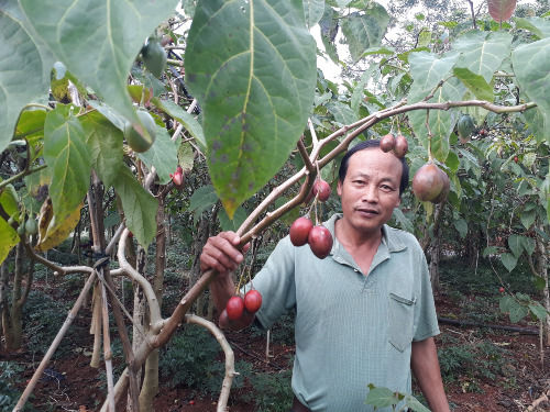 Một vườn trồng cà chua thân gỗ ở Lâm Đồng (Ảnh: VnExpress).