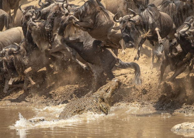 Cá sấu đang săn đàn linh dương đầu bò.