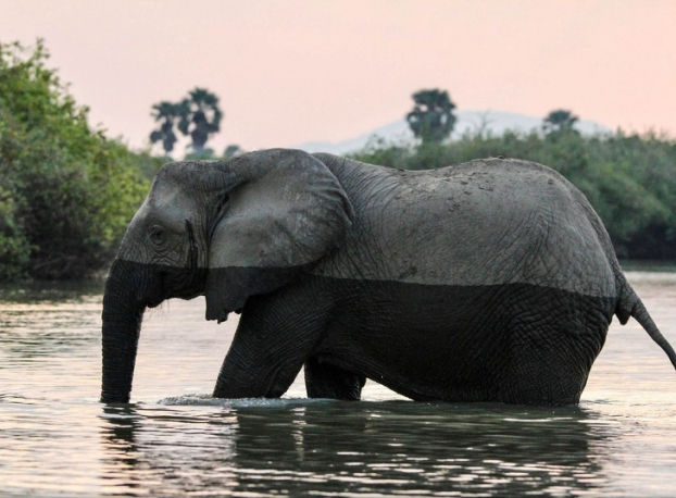 Một con voi đi qua đầm nước.