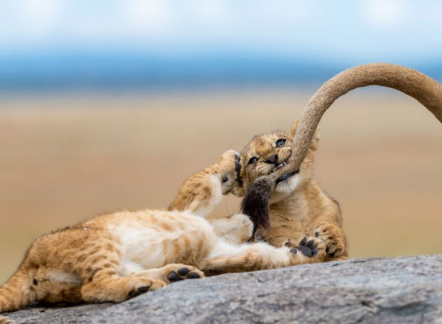 Những con sư tử con nghịch ngợm cắn đuôi mẹ.