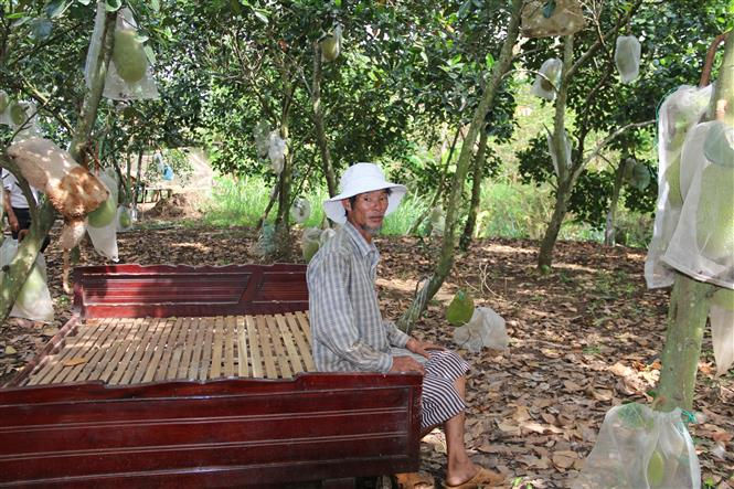 Ông Lê Văn Thương, thôn Tân Lễ A, xã Châu Pha phải kê giường ra giữa vườn mít để đêm ngủ canh trộm. Ảnh: TTXVN