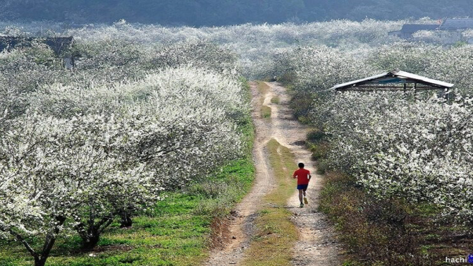 Khoảng tháng giêng, cao nguyên Mộc Châu, Sơn La lại chìm trong sắc trắng rực rỡ của những vườn hoa mận bung nở tạo nên một vẻ đẹp hấp dẫn. (Ảnh Ha Chi)