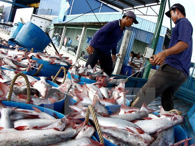 Cá tra Việt Nam xuất khẩu vào Trung Quốc sẽ phải cạnh tranh từ nguồn cá nuôi tại Trung Quốc.