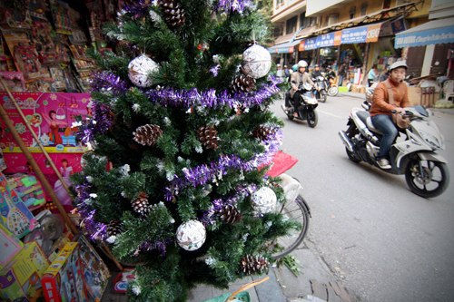 Cây thông Noel tự nhiên 