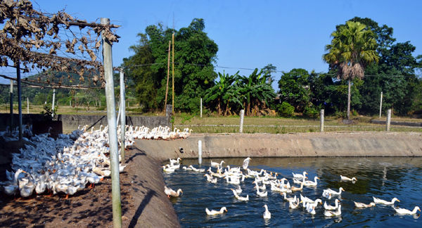 Luật Chăn nuôi 2018 có gì mới, khi nào có hiệu lực?