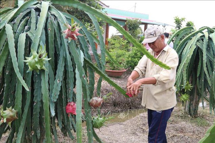 Thu hoạch thanh long ở huyện Chợ Gạo.