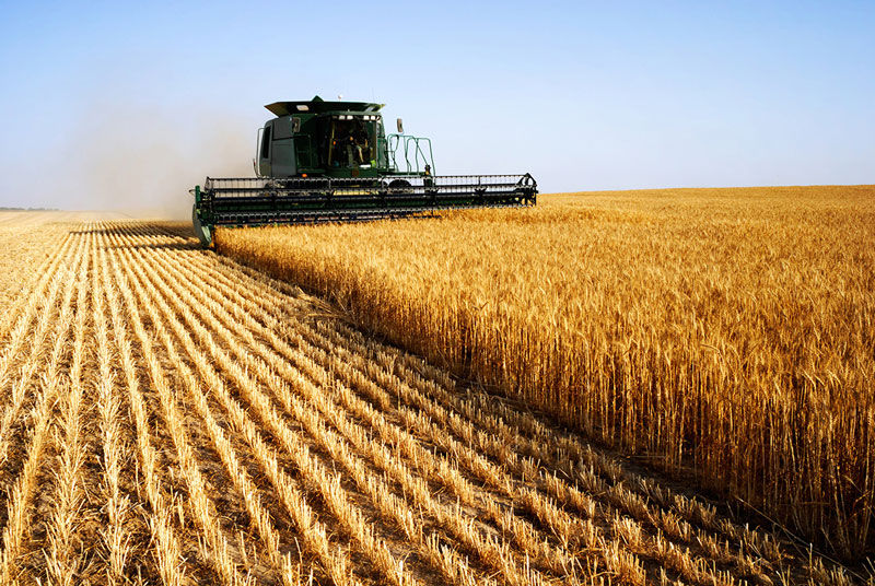 Giá nông sản Mỹ đồng loạt giảm trong tuần qua
