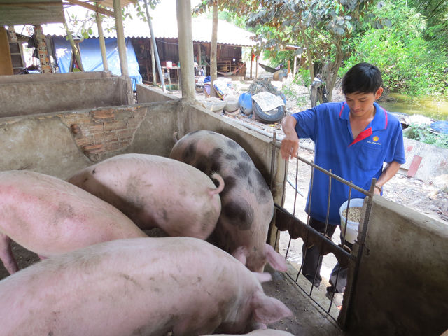 Giá heo hơi tại một số khu vực thuộc miền Bắc tăng nhẹ.