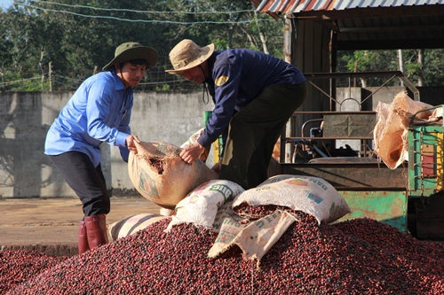 Giá cà phê tại một số địa phương tăng nhẹ trở lại.