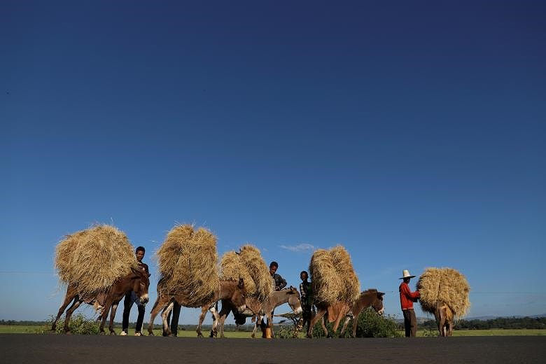  Những người nông dân đang chuyển hạt teff từ trang trại của họ ở Woliso, vùng Oromia, Ethiopia:.