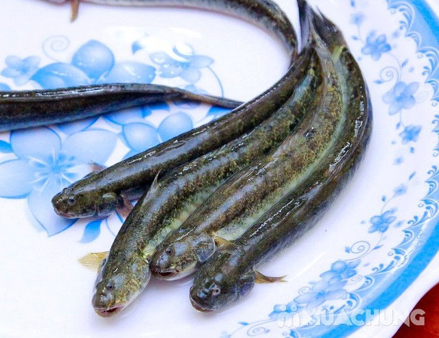 Top 10 loài cá ngon nhất Việt Nam ai ăn cũng mê