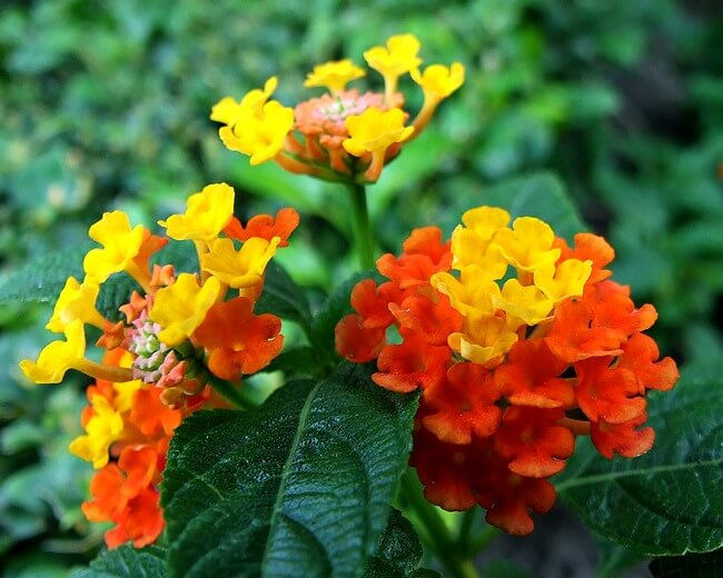 Những loại hoa đuổi muỗi hiệu quả nhất bạn nên biết