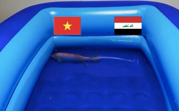 Chú cá này ngay từ khi vào bể nước đã chọn ngay ĐT Việt Nam sẽ giành chiến thắng. Nguồn: Youtube. 