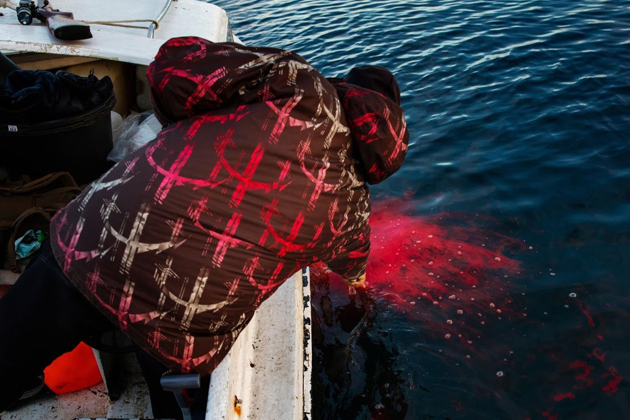 Thợ săn hải cẩu Henrik Josvasson với xuống để móc một con hải cẩu mà anh ta vừa bắn trong khi đi săn.