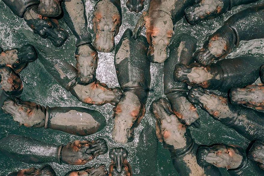 Bức ảnh chiến thắng trong cuộc thi flycam quốc tế năm nay của tác giả Zekedrone, chụp lại một bầy hà mã đang tắm bùn ở Tanzania bằng flycam. Tác giả cho biết bức ảnh cũng là điểm nhấn ấn tượng nhất của anh trong chuyến thám hiểm Tanzania trong năm qua.