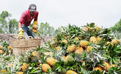 Nông dân Tiền Giang thu hoạch dứa. Ảnh minh họa: TTXVN