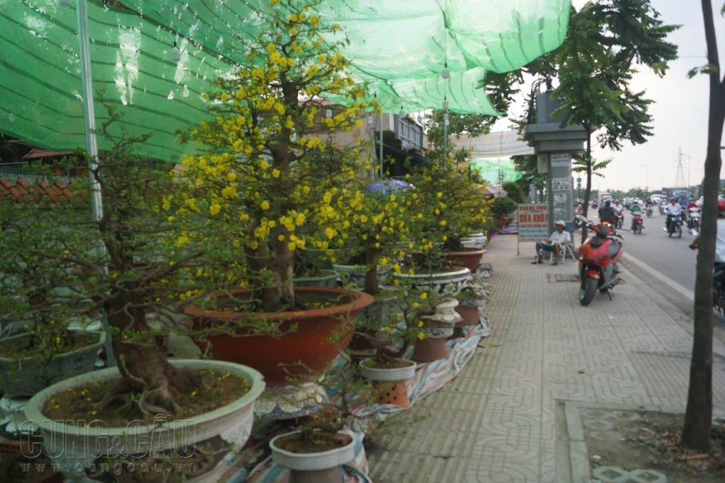 Khu vực trước chùa An Lạc (phường Hiệp Bình Chánh) tập hợp khá nhiều cây mai cổ thụ có giá bán bình quân từ 100-300 triệu đồng/chậu. Chủ hàng cho biết, cây có giá cao nhất lên đến gần 500 triệu đồng. 