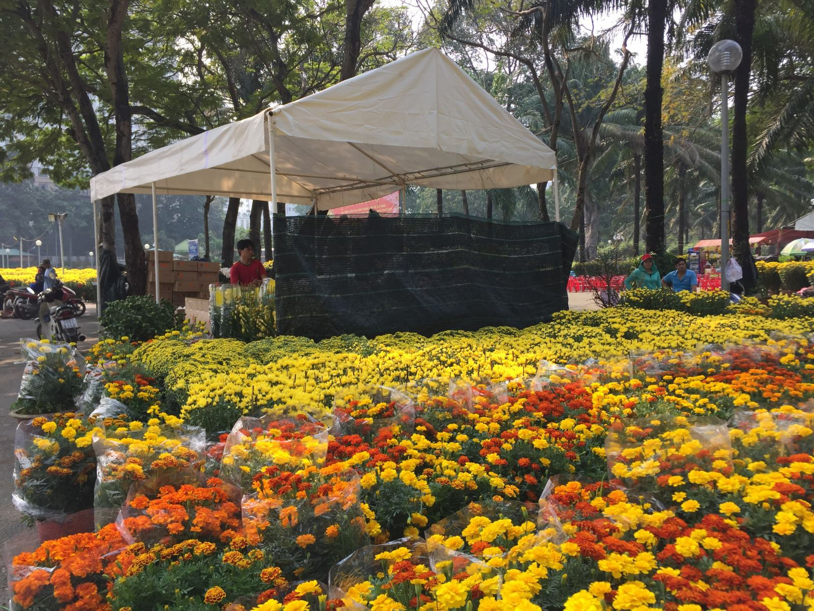   Các loại hoa cúc miền Tây đã có mặt tại các công viên lớn tại TP.HCM.  