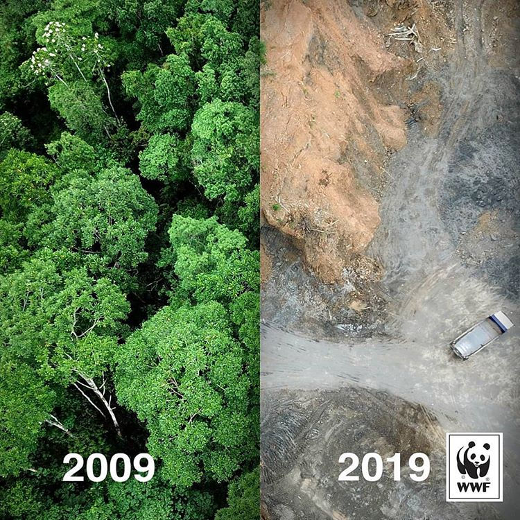   Bức ảnh này cho thấy hậu quả của việc nuôi trồng dầu cọ. Những nhà máy này yêu thích khí hậu nhiệt đới ấm áp và ẩm ướt, vì vậy các khu rừng mưa nhiệt đới đang bị phá hủy để tạo không gian cho các đồn điền mới. Nuôi trồng dầu cọ là nguyên nhân của 47% tổng số vụ phá rừng ở Borneo kể từ năm 2000.    