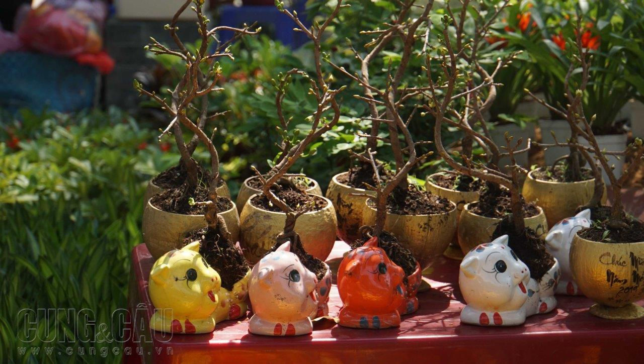 Nhiều loại kiểng, bonsai nhỏ từ nhà vườn miền Tây chuyển lên cũng là đặc sản ở công viên Gia Định. Khách có thể chọn những chậu ớt nhỏ nhiều màu sắc với giá 50.000 đồng/chậu, đa dạng chậu bonsai kiểu dáng đẹp giá từ 200.000 đồng/chậu trở lên.