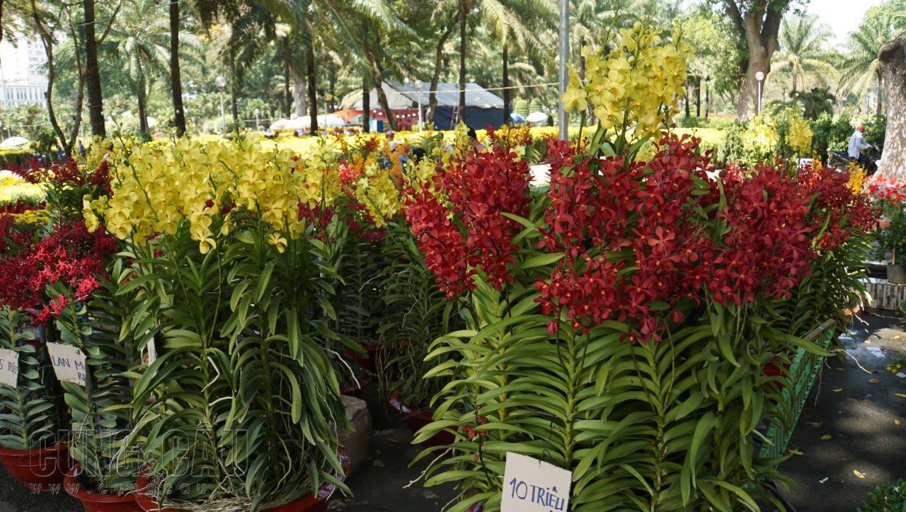 Những châu hoa lan nhiều màu sắc cũng đã góp mặt tại chợ hoa với giá từ 5 đến 10 triệu đồng/chậu.