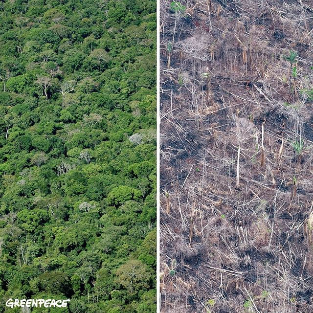 Khu vực Amazon đang bị nạn phá rừng nghiêm trọng. Giữa năm 2017 và 2018 về 3.050 dặm vuông (7.900 km²) của rừng bị chặt phá.
