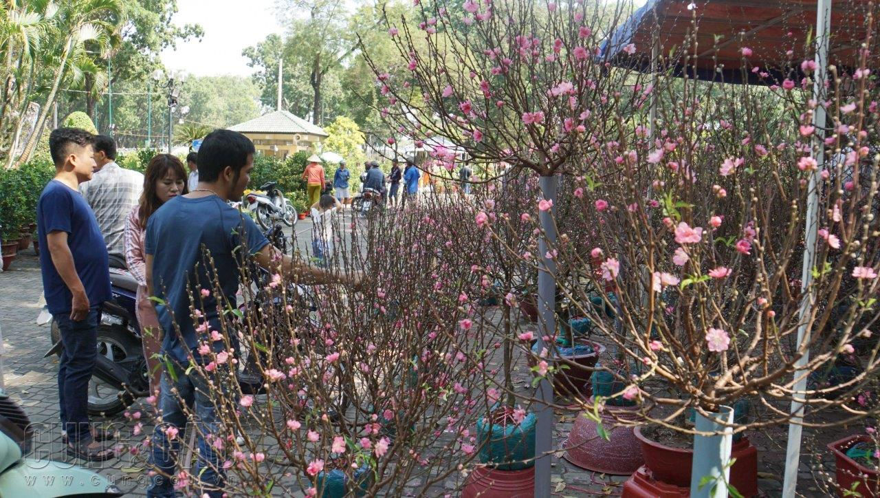 Tại công viên Gia Định hàng trăm cây đào lớn nhỏ từ các tỉnh miền Bắc được vận chuyển vào Sài Gòn trưng bán trong hai ngày qua. Những cây lớn trồng trong chậu các chủ vườn trưng ra, cây nhỏ hơn được giữ nguyên bọc nilong. 