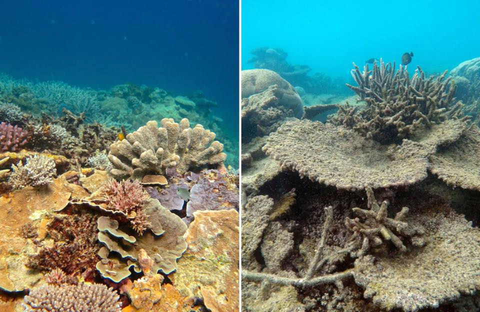 Biến đổi khí hậu dẫn đến việc tẩy trắng san hô ồ ạt, gây ra bởi tảo biển rời khỏi các polyp san hô. Điều này dẫn đến san hô chết đói và nếu tảo không quay trở lại, cái chết cuối cùng của chúng. Điều này có thể ảnh hưởng đến khoảng 25% các loài đại dương, vì san hô cung cấp nơi trú ẩn cho hàng trăm ngàn động vật giáp xác và các sinh vật khác.