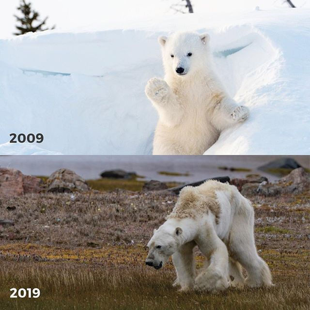   Trong khi bức tranh đặc biệt này có vẻ là một cường điệu, nó phản ánh vấn đề khá tốt. Gấu Bắc cực phải chịu sự nóng lên toàn cầu. Khi mùa hè trở nên nóng hơn và lượng băng giảm, gấu mất đi các công cụ săn bắn chính của chúng cũng như thức ăn chính.  Nhiều thập kỷ trước, Bắc Băng Dương được bao phủ bởi băng, ngay cả trong mùa hè, mang đến cho những con gấu cơ hội săn bắn tuyệt vời. Trong năm 2012, nó bao phủ ít hơn 50% bề mặt và trong vài thập kỷ, tình hình có thể còn tồi tệ hơn.  