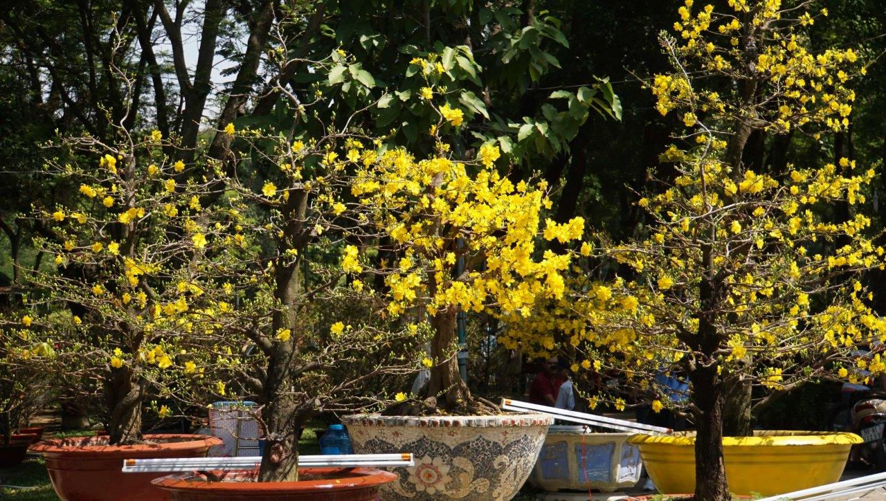 Chưa đến Tết, mai kiểng Sài Gòn đã bung hoa vàng rực vì thời tiết nắng nóng