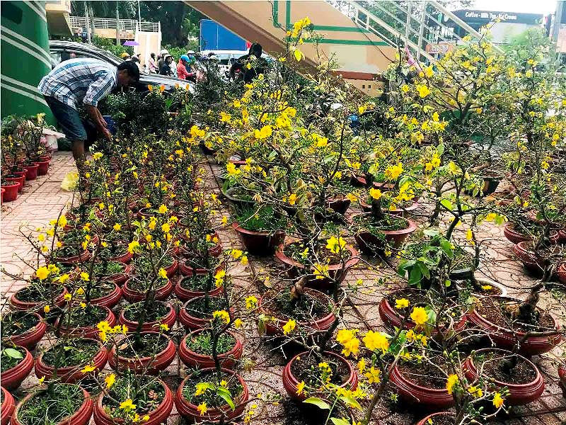 Chợ hoa Tết lớn nhất Sài Gòn nhộn nhịp ngày cuối năm