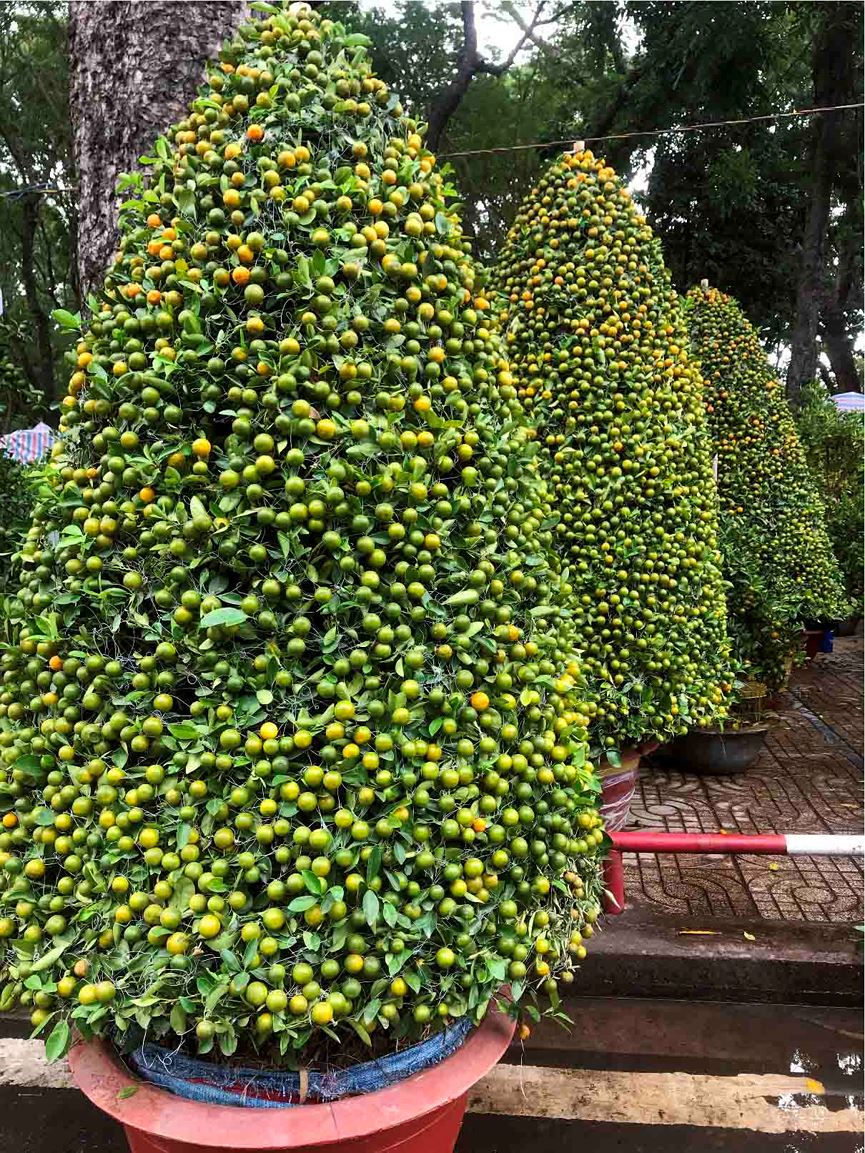 Chợ hoa Tết lớn nhất Sài Gòn nhộn nhịp ngày cuối năm