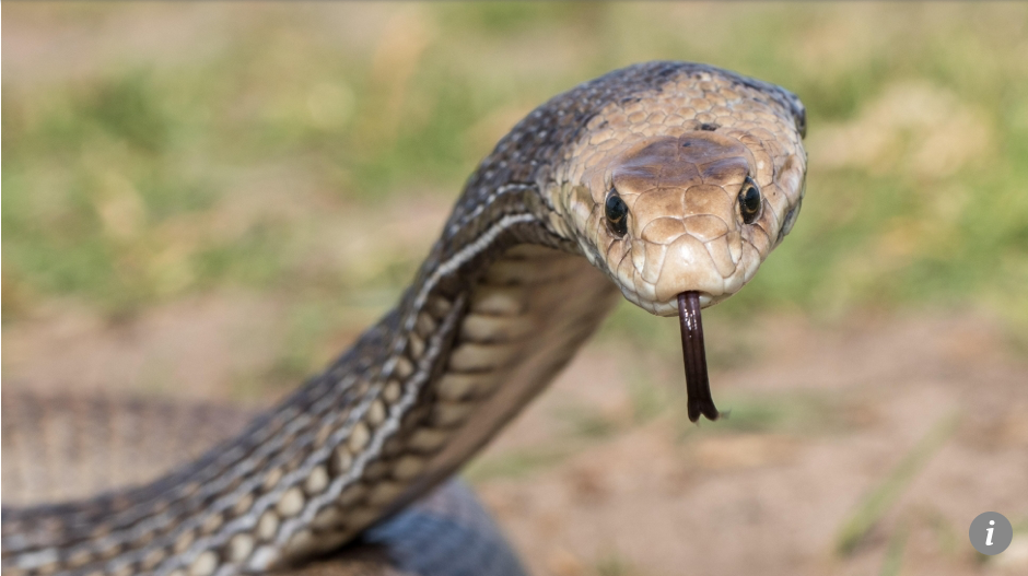 Rắn nâu là một trong những loài rắn độc nhất thế giới.