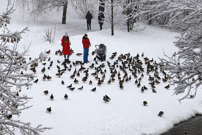 Một gia đình trẻ cho những chú vịt ăn ở công viên Babushkinsky