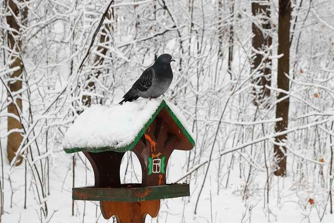 Chuồng chim bồ câu cũng trở nên đẹp lạ lùng sau trận mưa tuyết ở phía tây nam Moskva