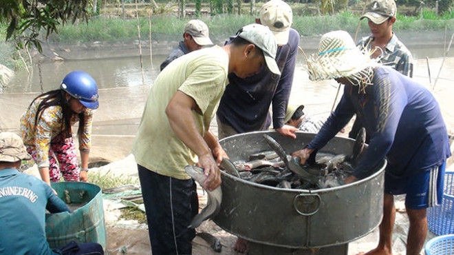 Doanh nghiệp Trung Quốc muốn nhập khẩu cá lóc, khoai lang tím, sầu riêng của Việt Nam