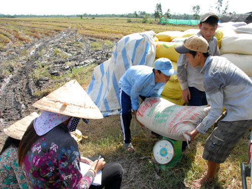 Hỗ trợ cho vay thu mua lúa, gạo vụ Đông Xuân ở ĐBSCL