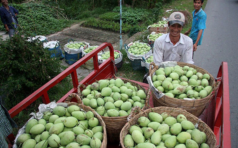 Xoài là loại quả tươi thứ 6 của Việt Nam được cấp phép xuất khẩu qua Mỹ.