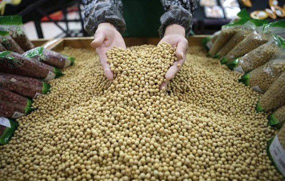 Việt Nam có khả năng trở thành một trong những quốc gia đứng đầu về nhập khẩu đậu nành Canada.