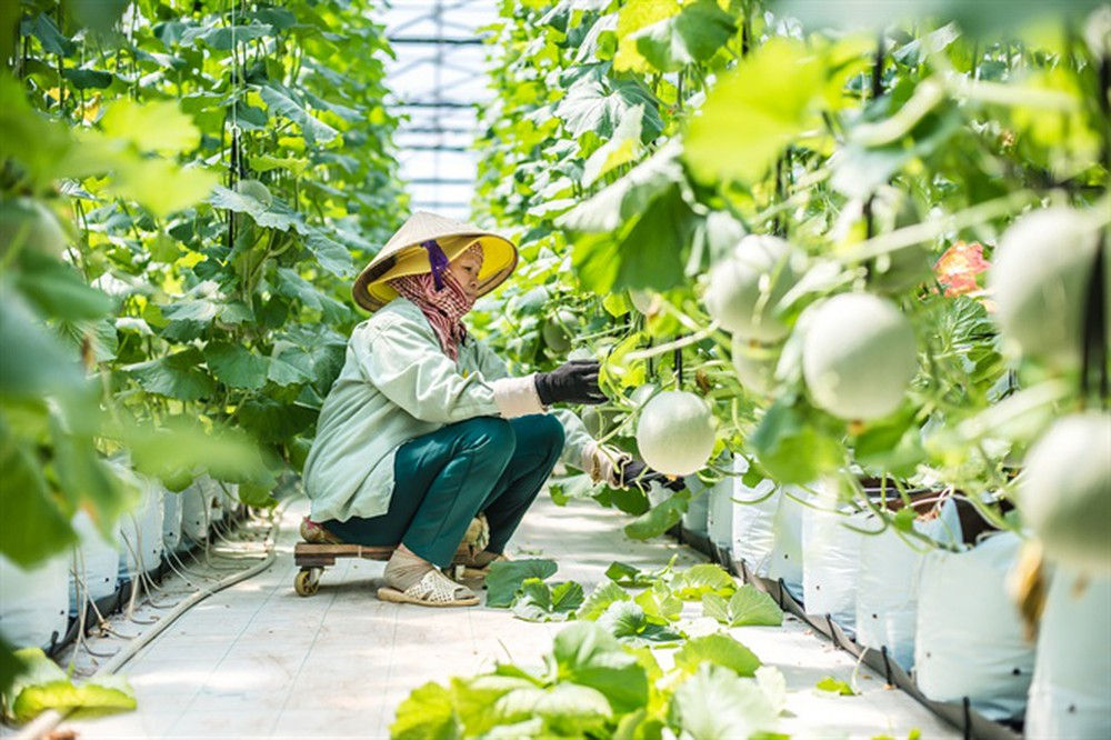 VinEco cũng là đơn vị tiên phong đưa công nghệ và kĩ thuật nông nghiệp tiên tiến hàng đầu thế giới về Việt Nam.