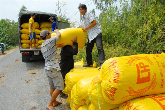 Giá lúa ở Đồng bằng sông Cửu Long đang tăng dần 