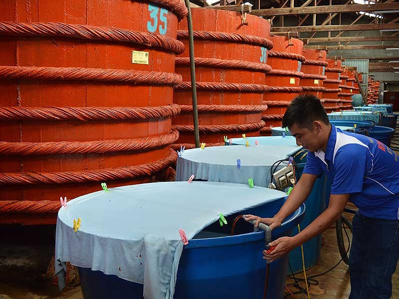   Sản xuất nước mắm truyền thống tại Phú Quốc. Ảnh: DƯƠNG ĐÔNG   