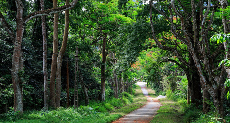Vườn quốc gia Cúc Phương ngập tràn màu xanh của các loài thực vật.