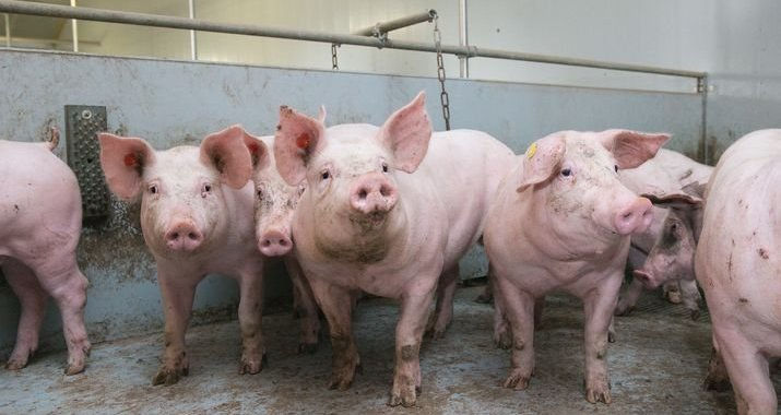 Yêu cầu ngân hàng hỗ trợ người chăn nuôi bị ảnh hưởng của dịch tả lợn châu Phi